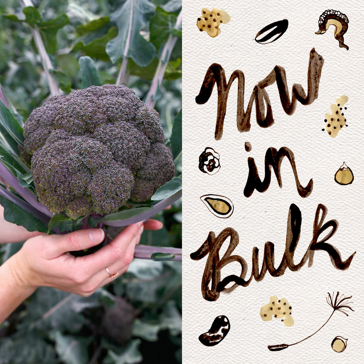 magic plant seeds Plant Good Seed Purple Magic F1 Broccoli Seeds for Planting