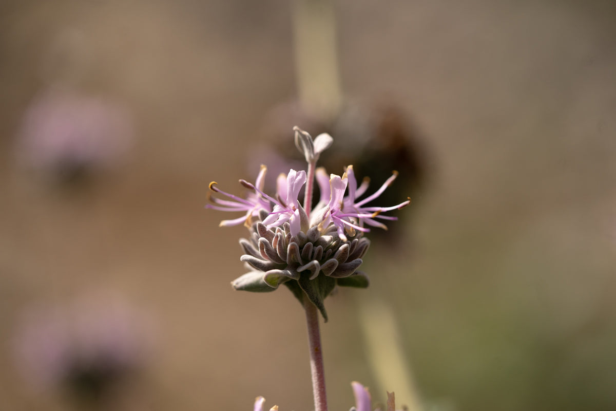 Purple Sage