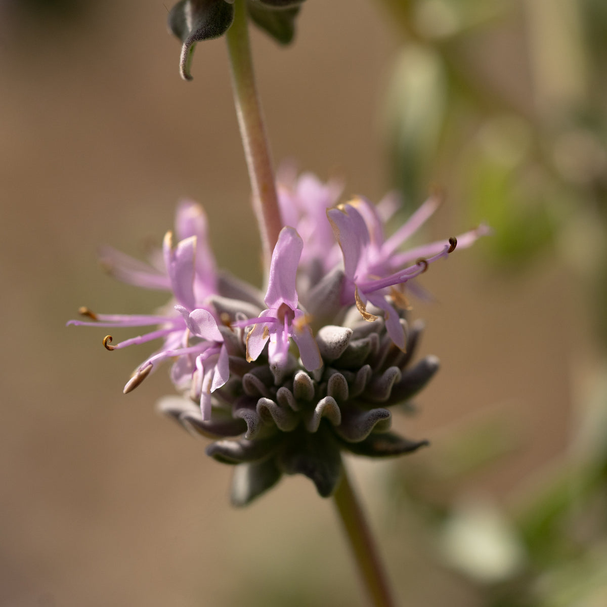 Purple Sage