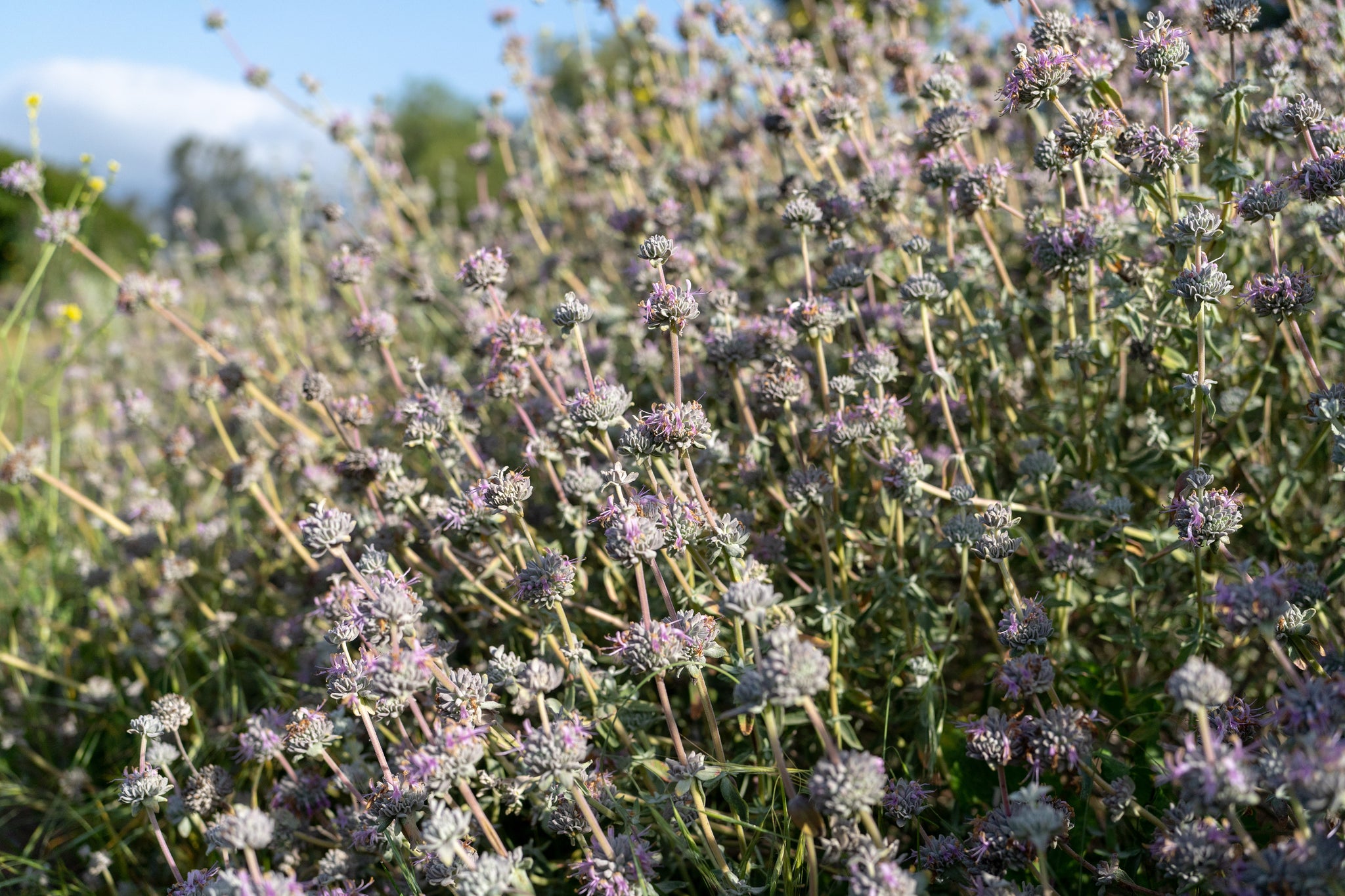 lavender sage seeds Purple Sage Seeds