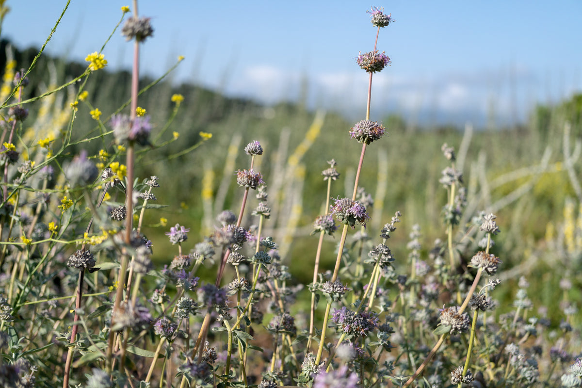 Purple Sage