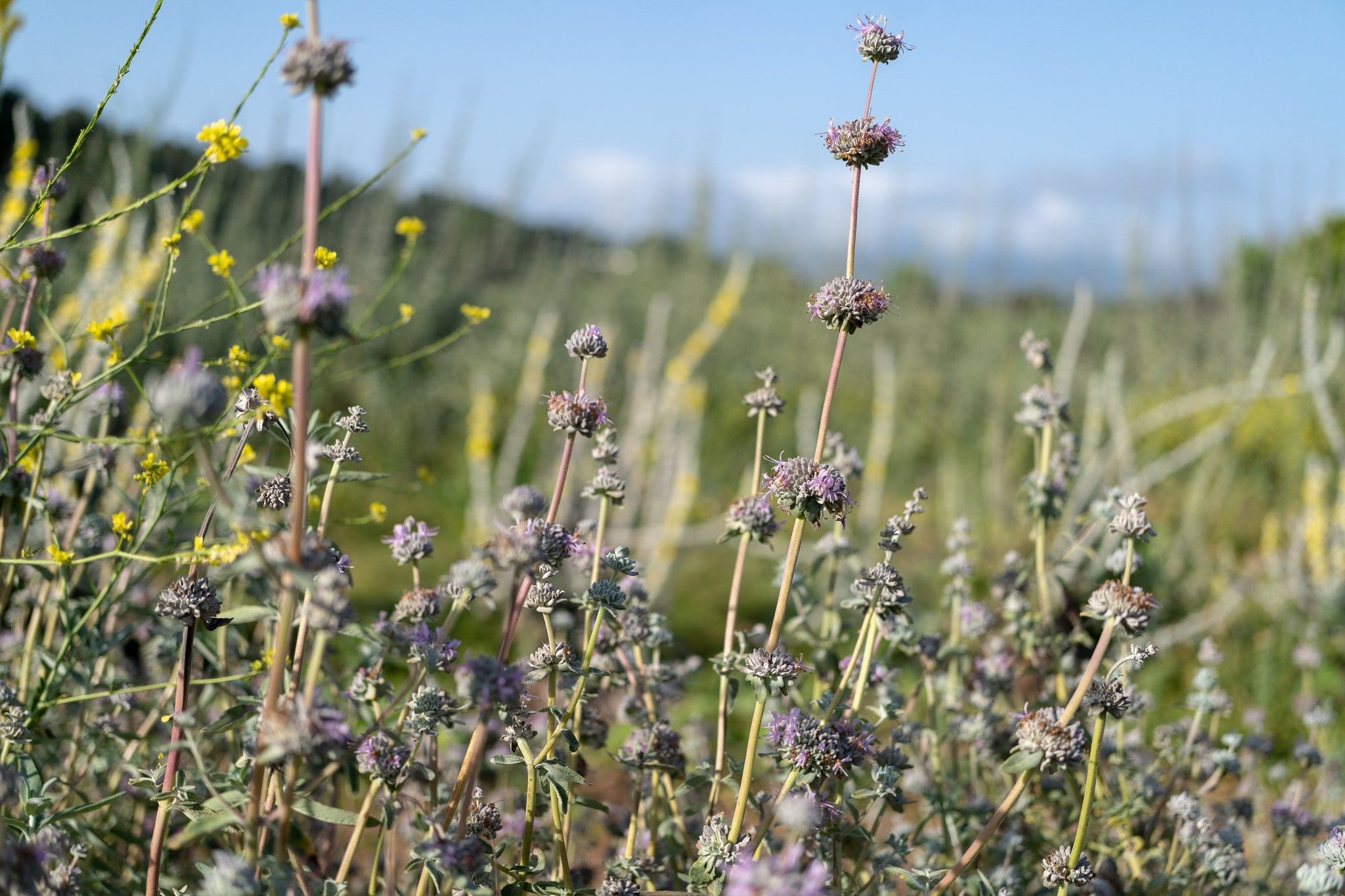 lavender sage seeds Purple Sage Seeds
