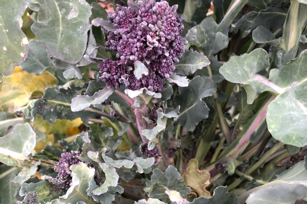 Purple Sprouting Broccoli