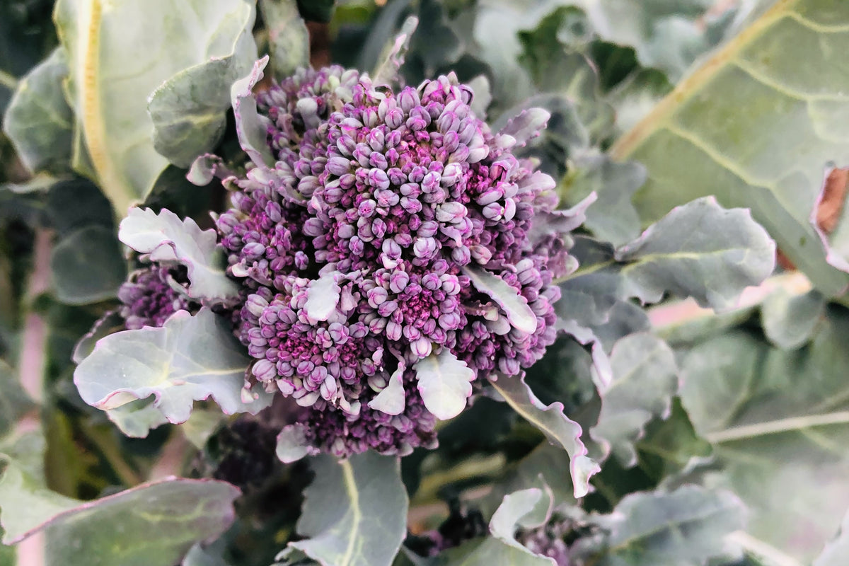 Purple Sprouting Broccoli