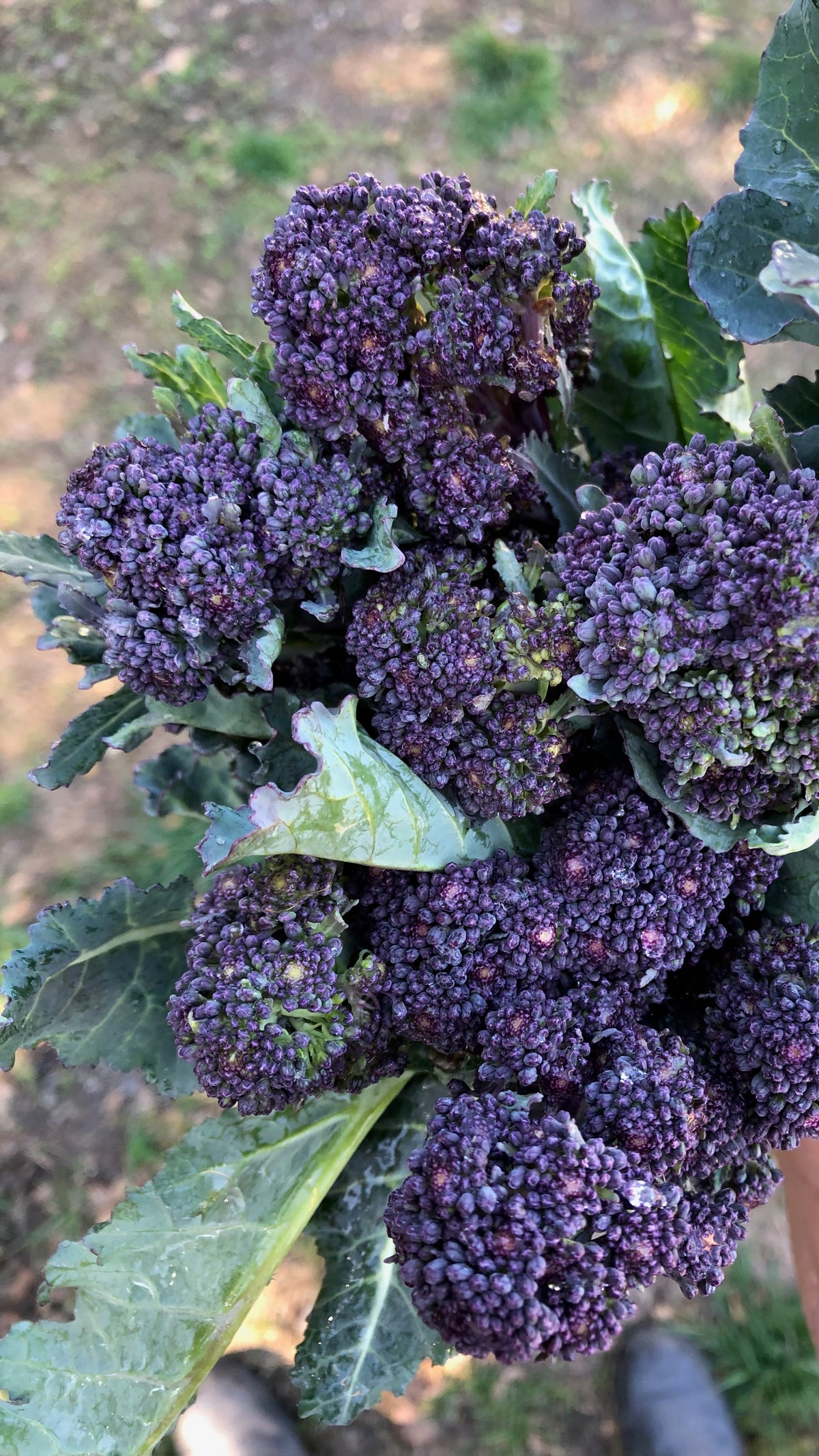 Purple Sprouting Broccoli