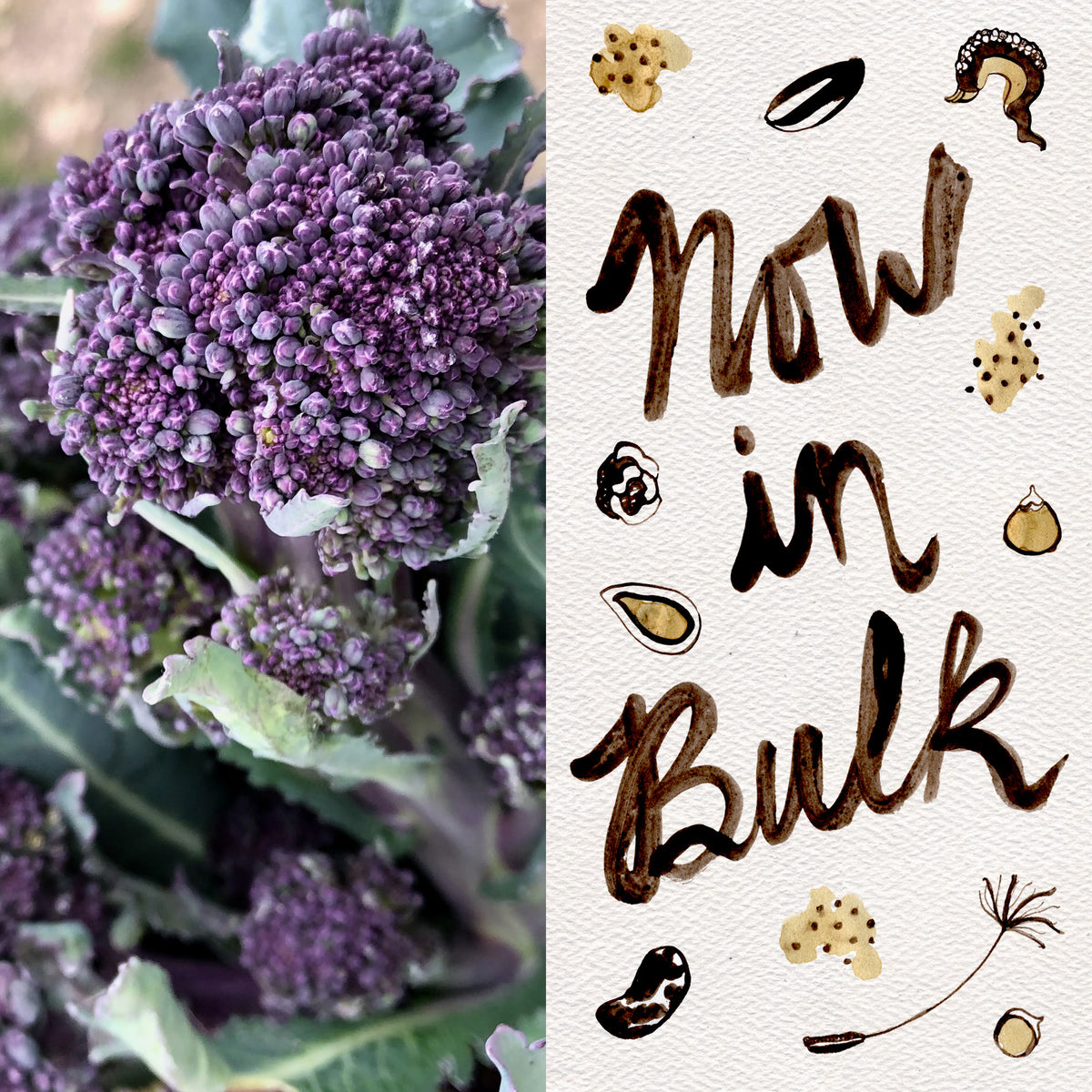 Purple Sprouting Broccoli