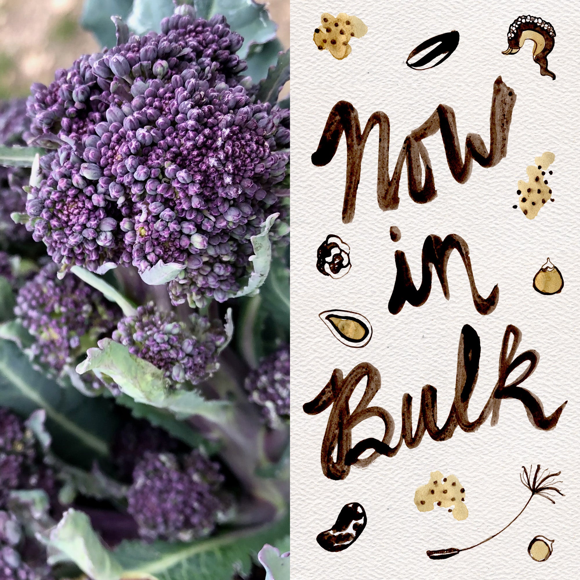 winter broccoli seeds for planting Purple Sprouting Broccoli Seeds BULK: 1,000 Seeds (4 grams), OG