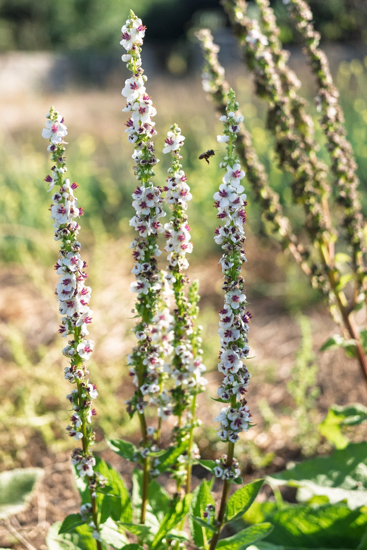 Purple-Throated Mullein