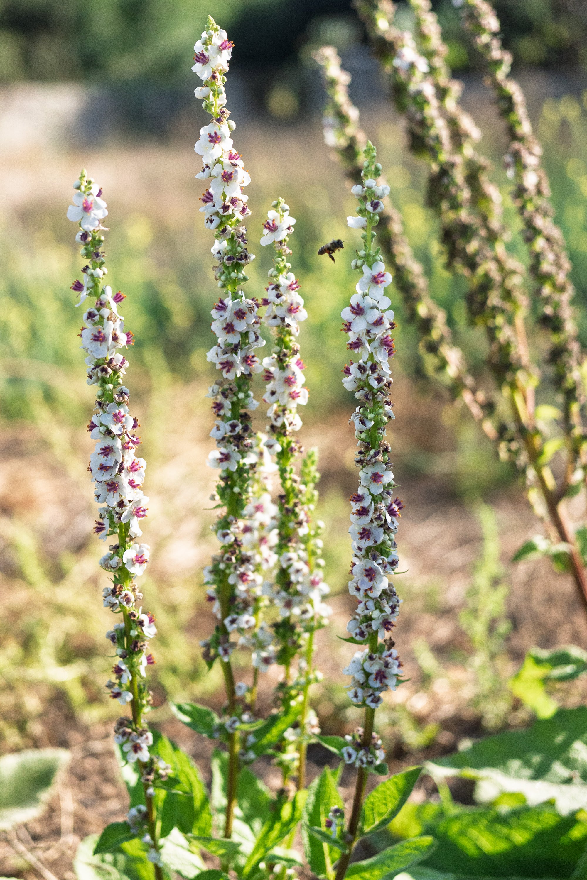 Verbascum Seeds - Purple Mullein | Pheonicium - Hybrids Mix | Flower Seeds