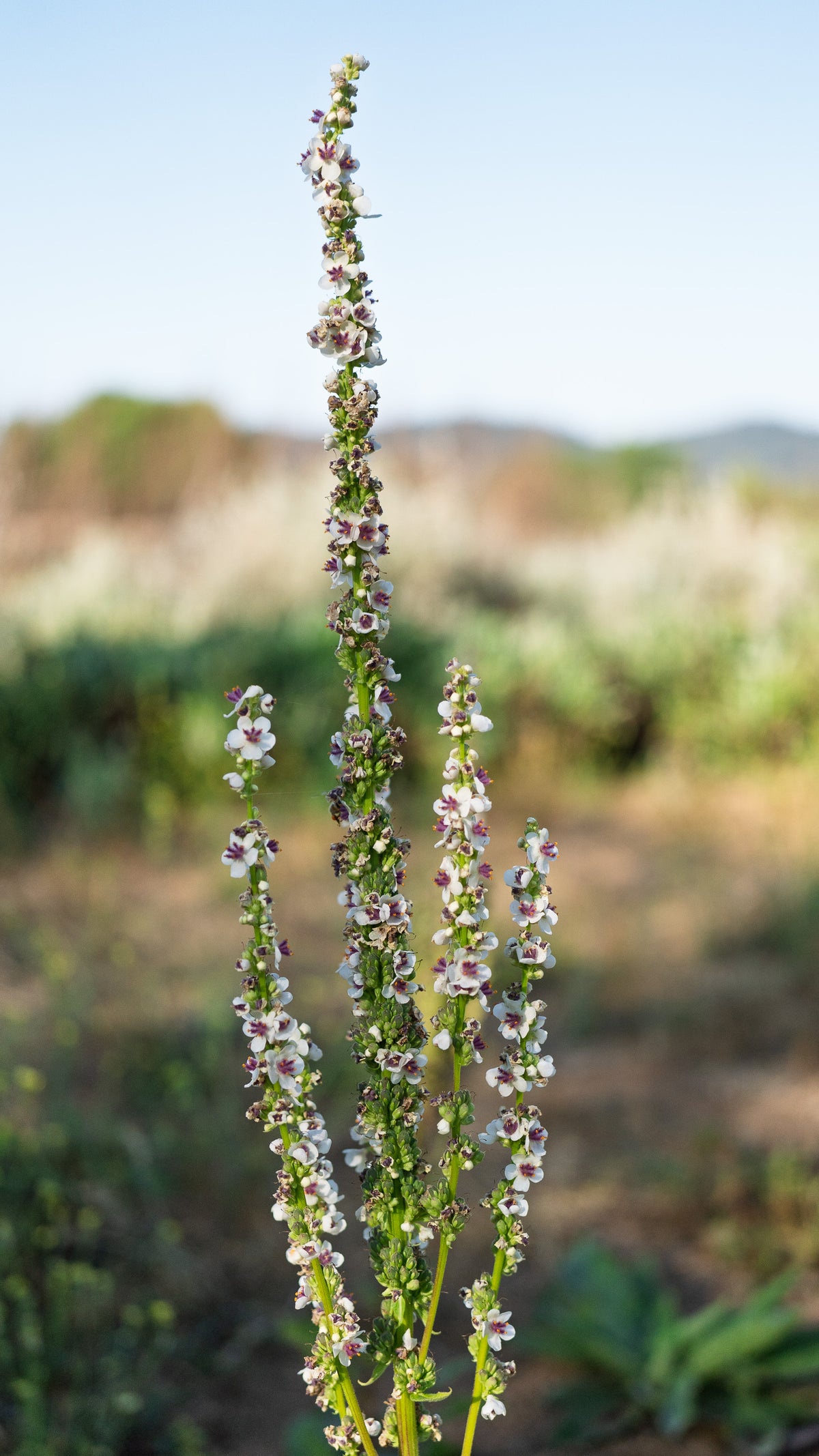 Purple-Throated Mullein