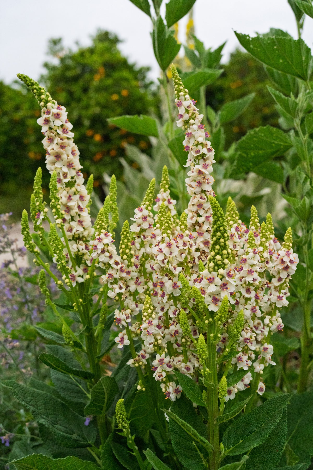 Purple-Throated Mullein
