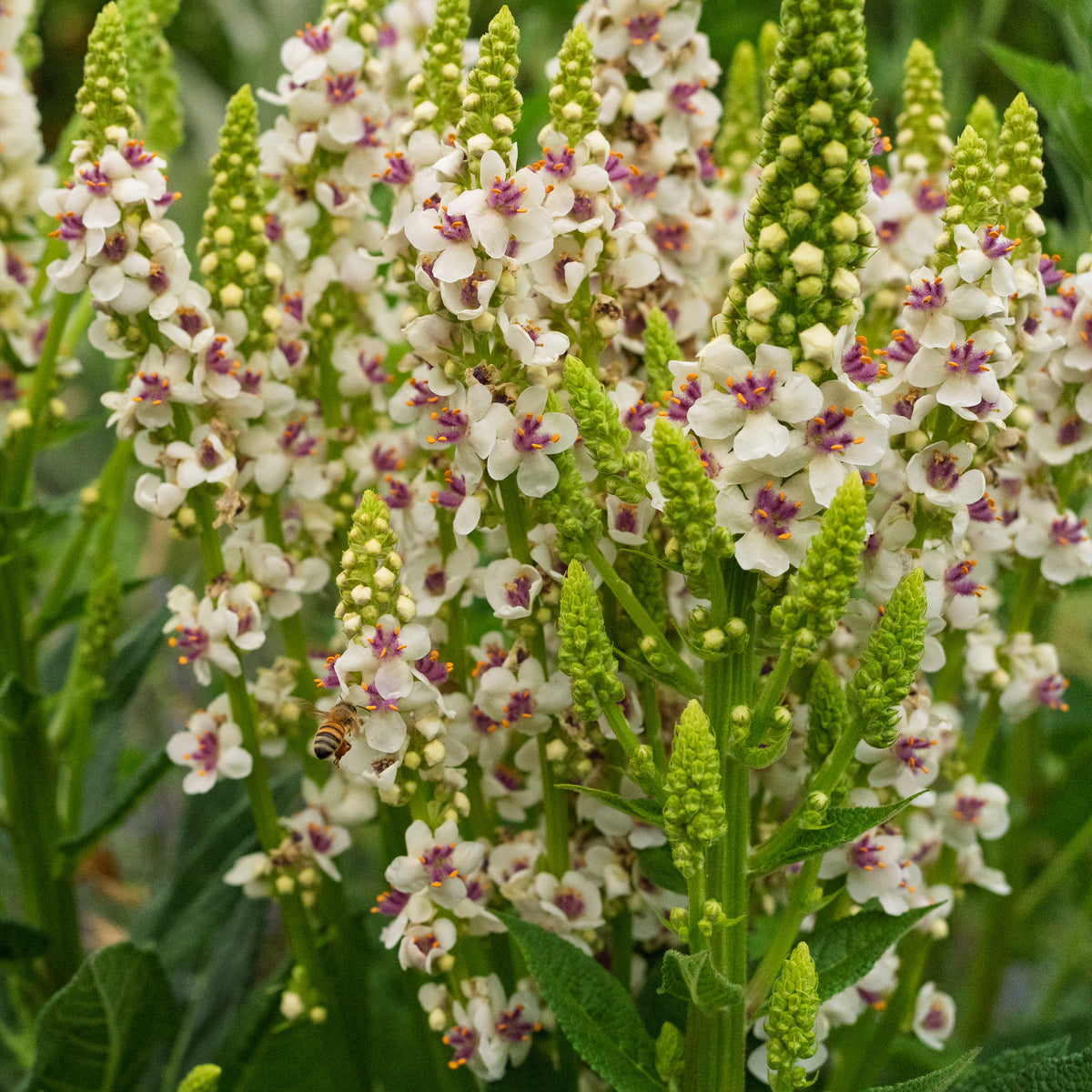Purple-Throated Mullein