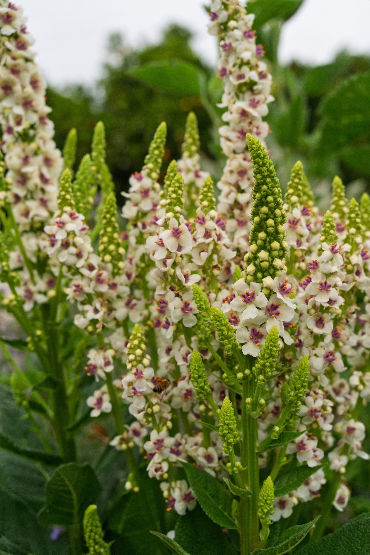 Purple-Throated Mullein