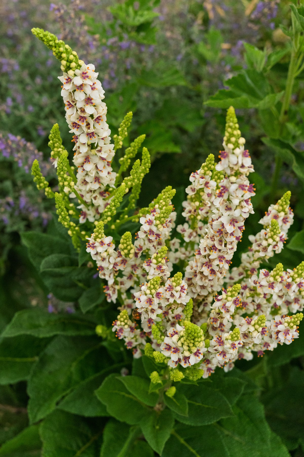 Purple-Throated Mullein