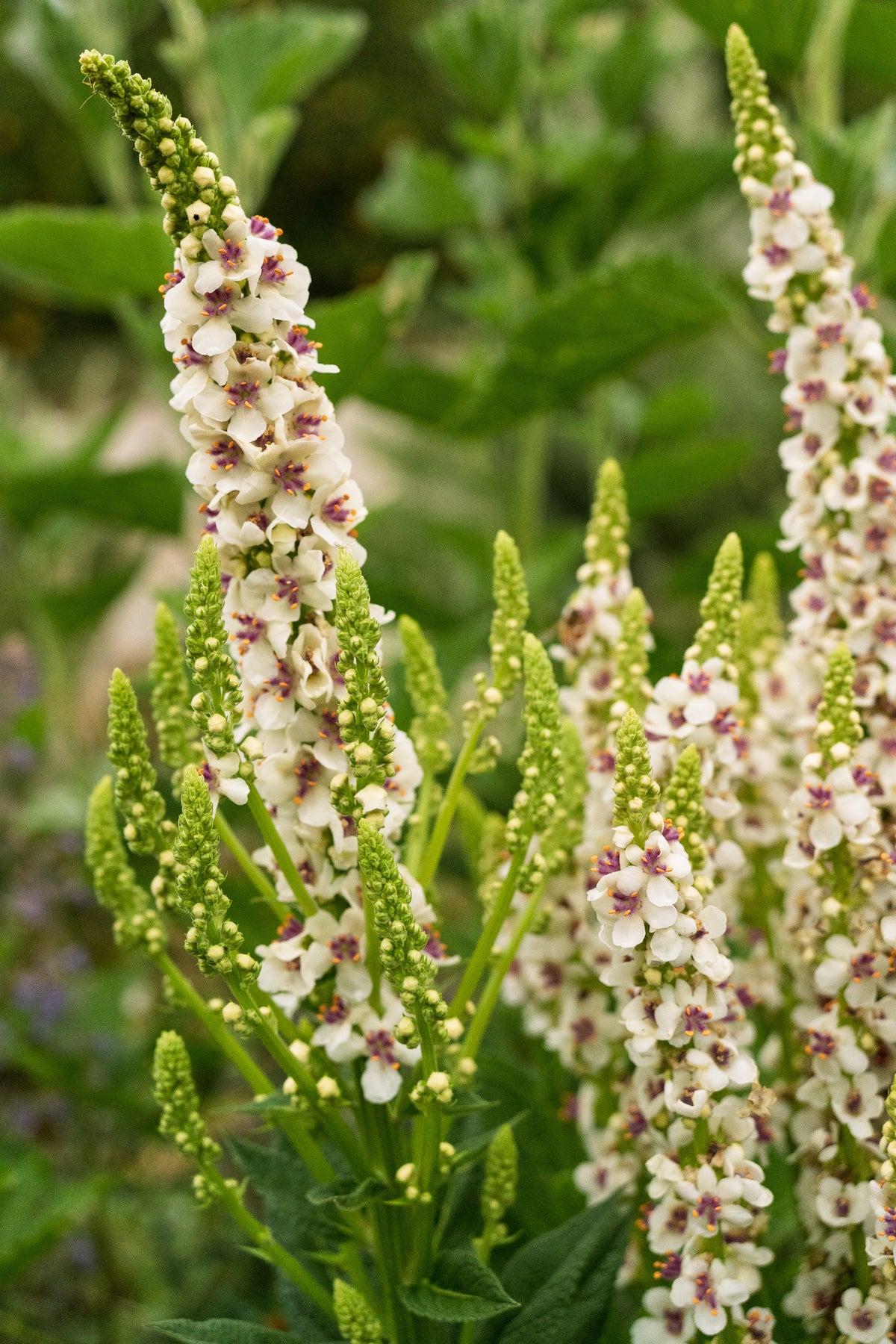Purple-Throated Mullein