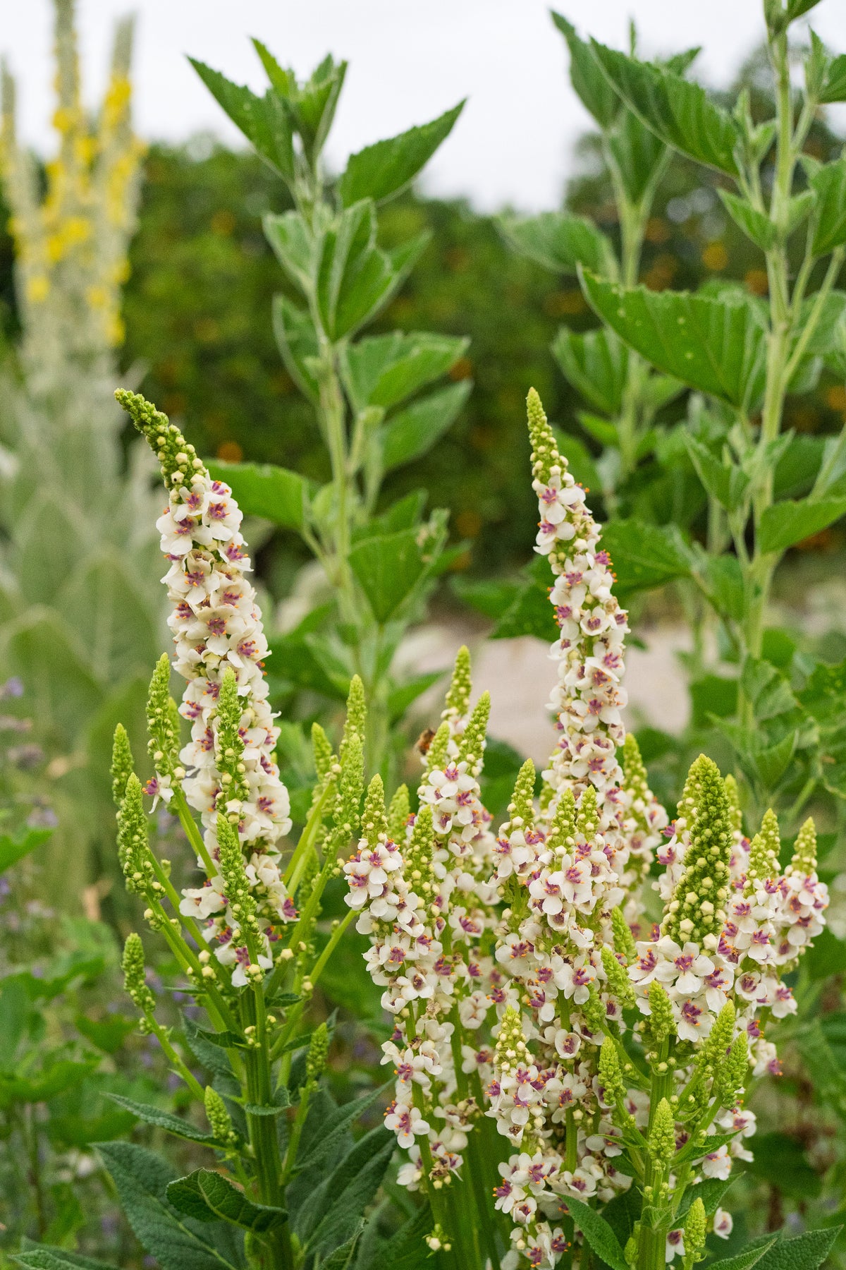 Purple-Throated Mullein