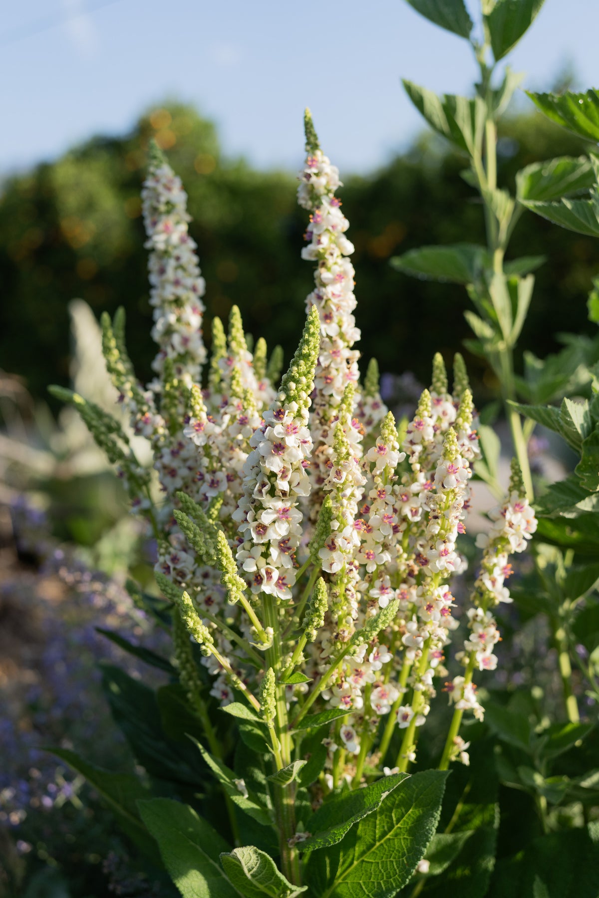 Purple-Throated Mullein