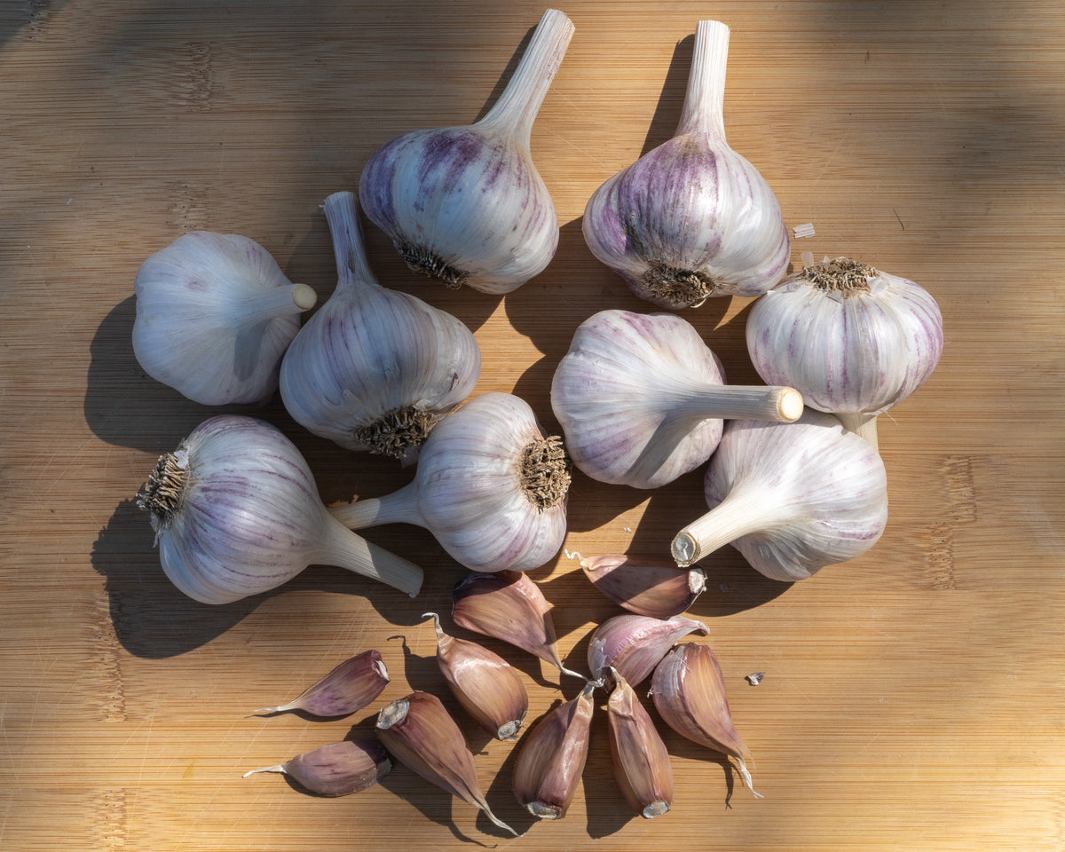 Pyongyang Hardneck Garlic