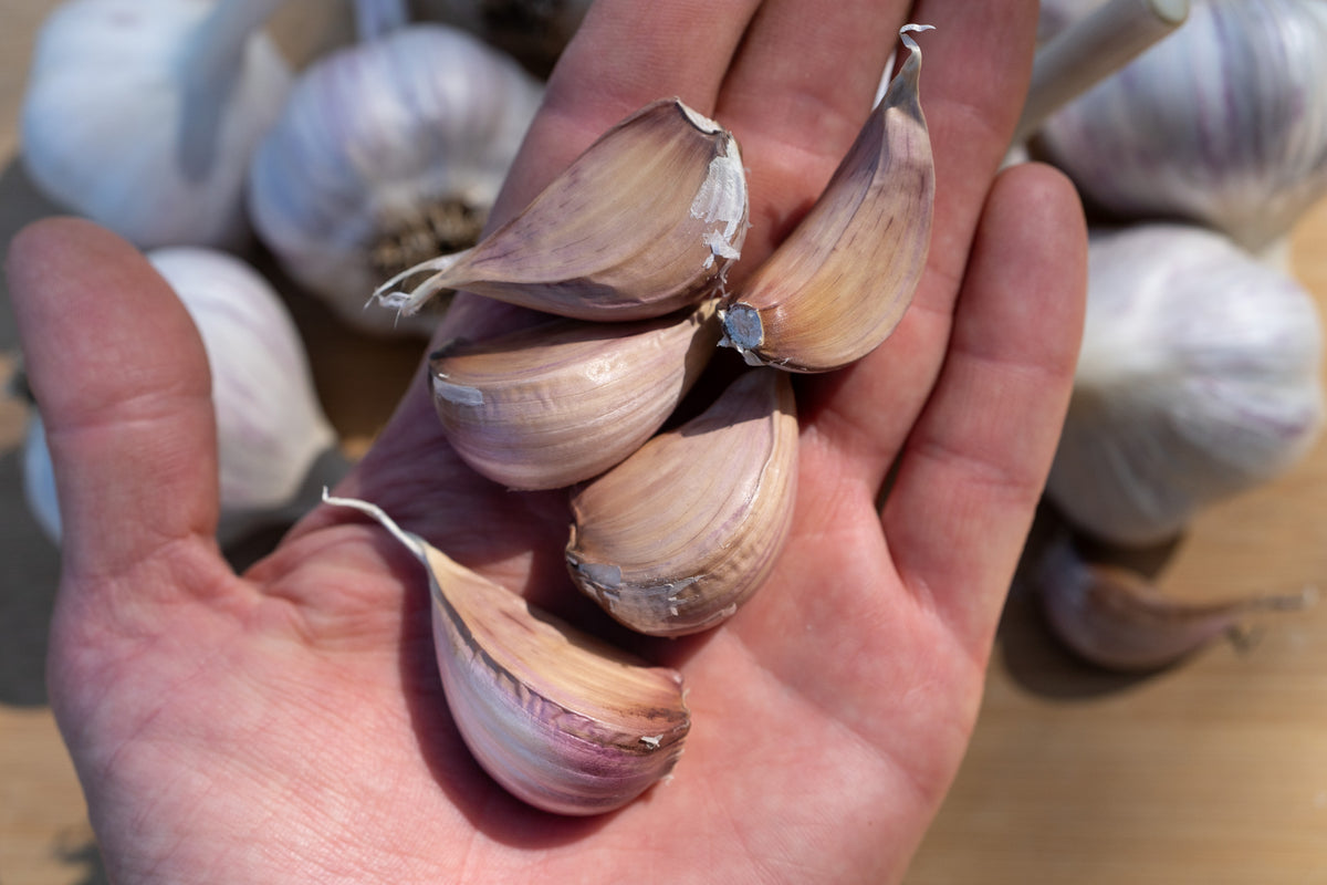Pyongyang Hardneck Garlic