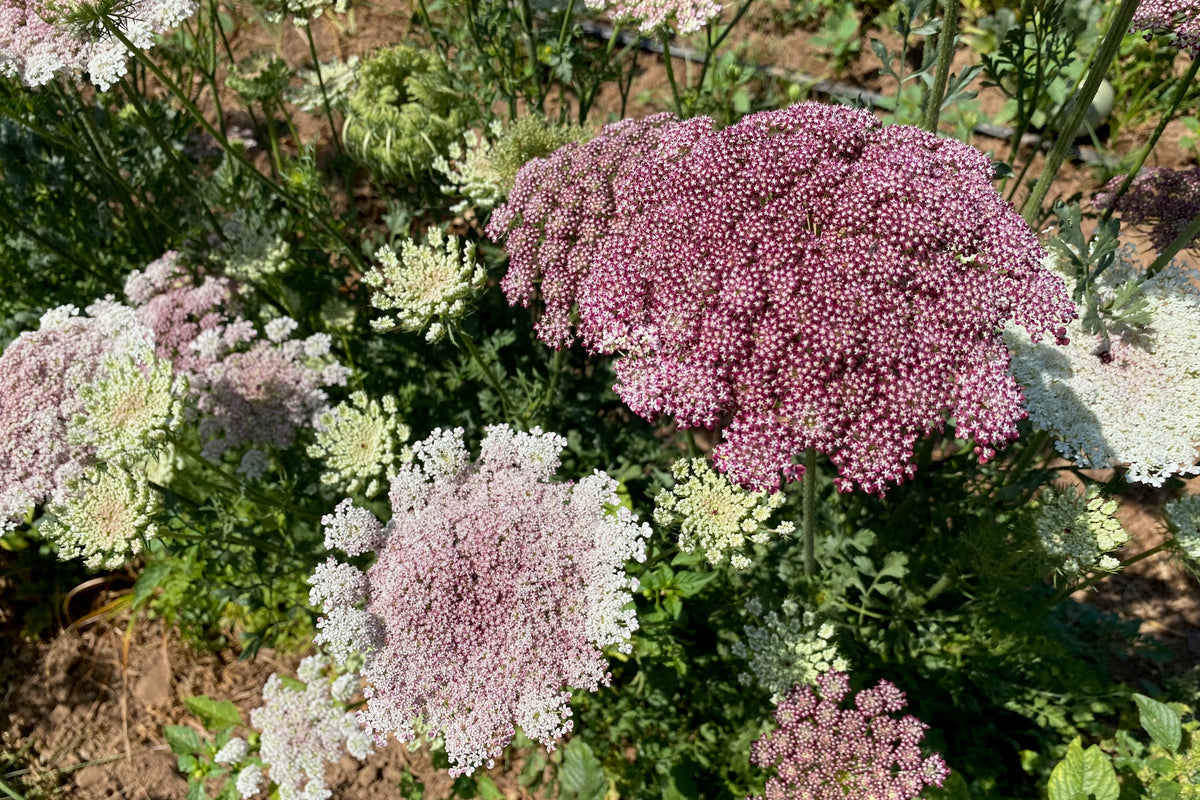 Dara Queen Anne&#39;s Lace Flower