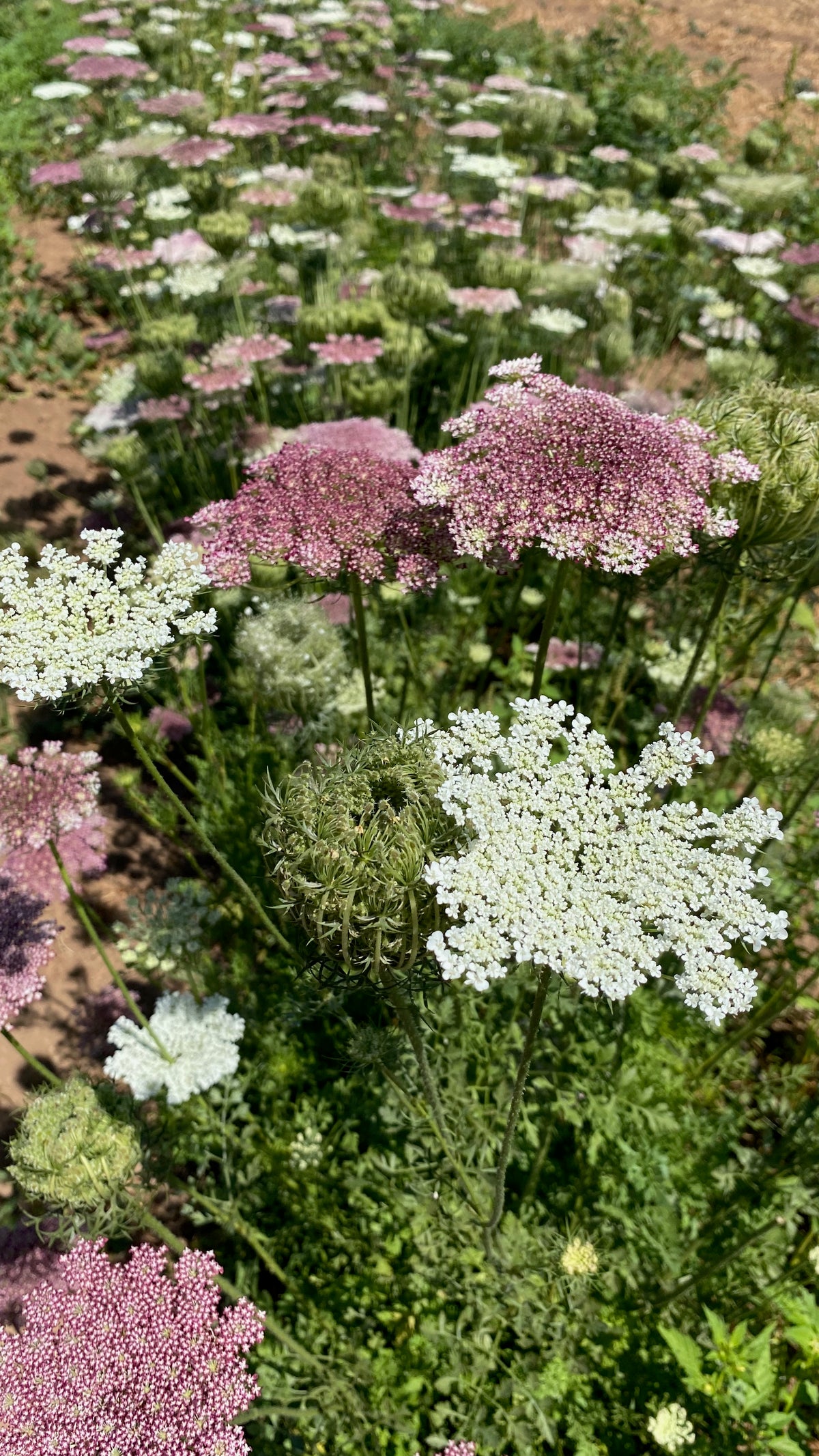Dara Queen Anne&#39;s Lace Flower