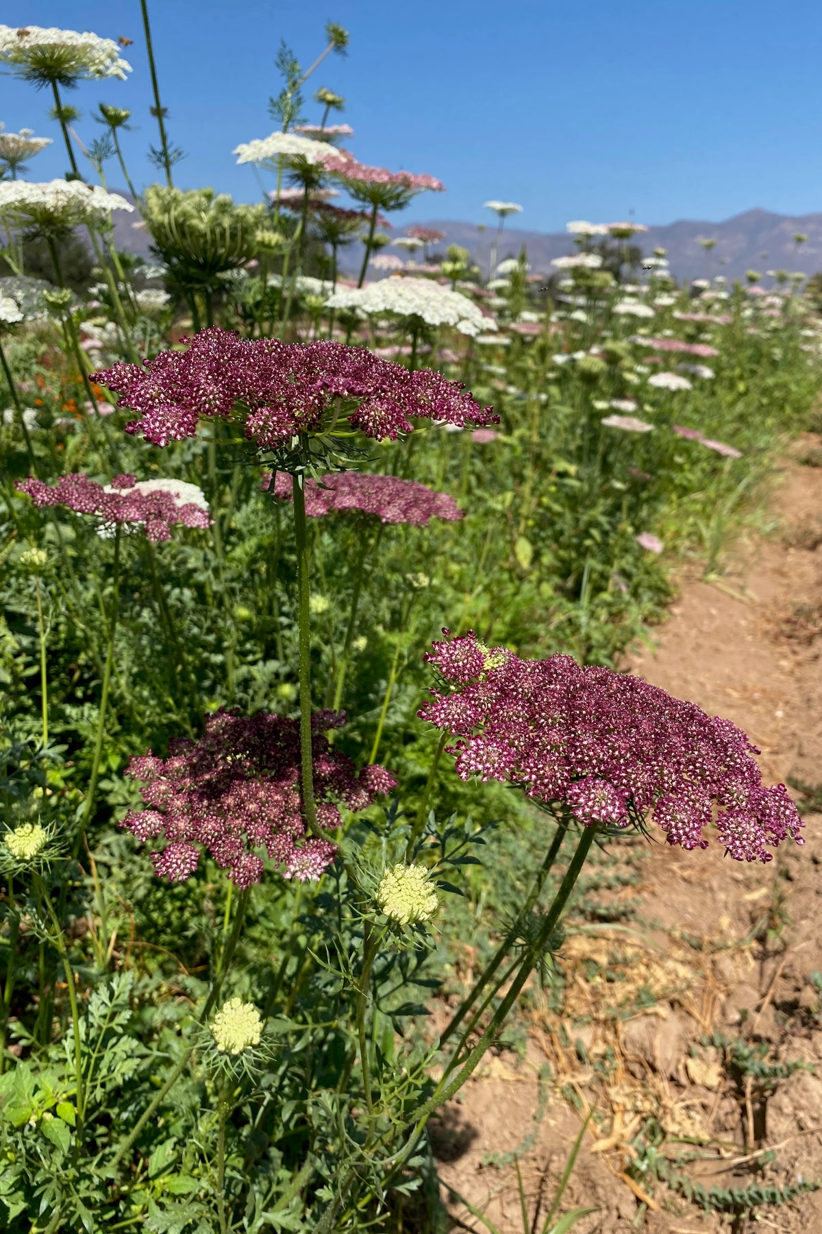Dara Queen Anne&#39;s Lace Flower