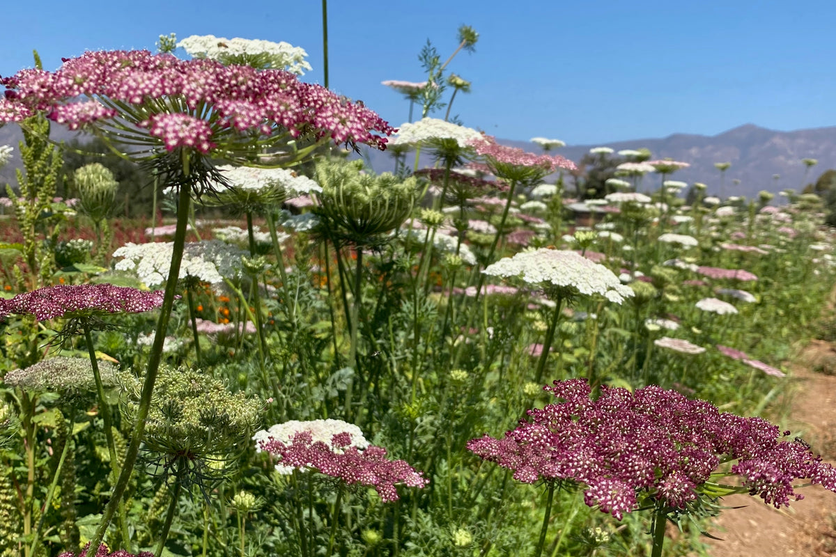 Dara Queen Anne&#39;s Lace Flower