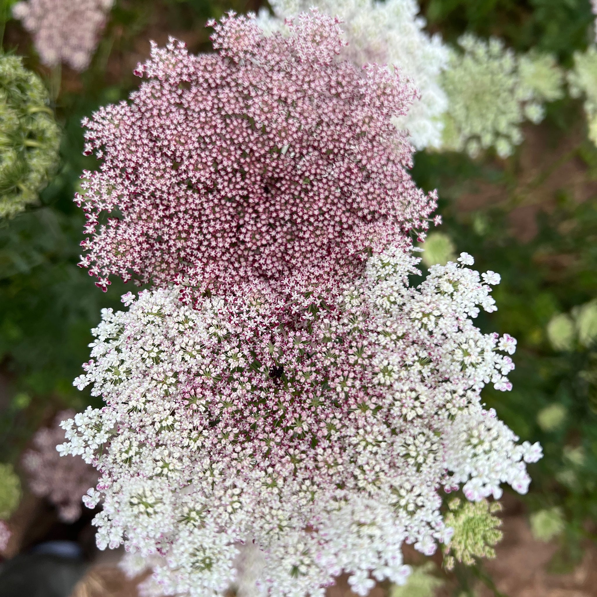 planting queen anne's lace seeds Dara Queen Anne's Lace Flower Seeds