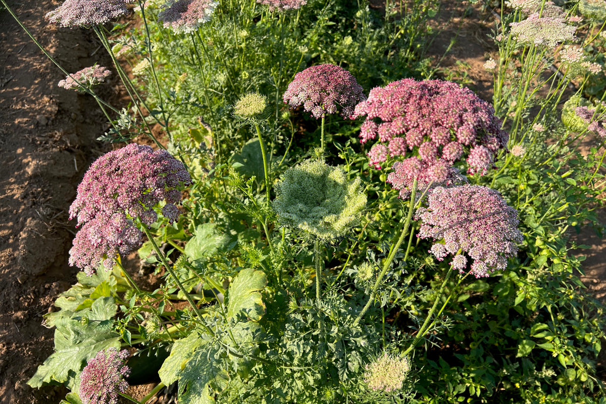 Dara Queen Anne&#39;s Lace Flower