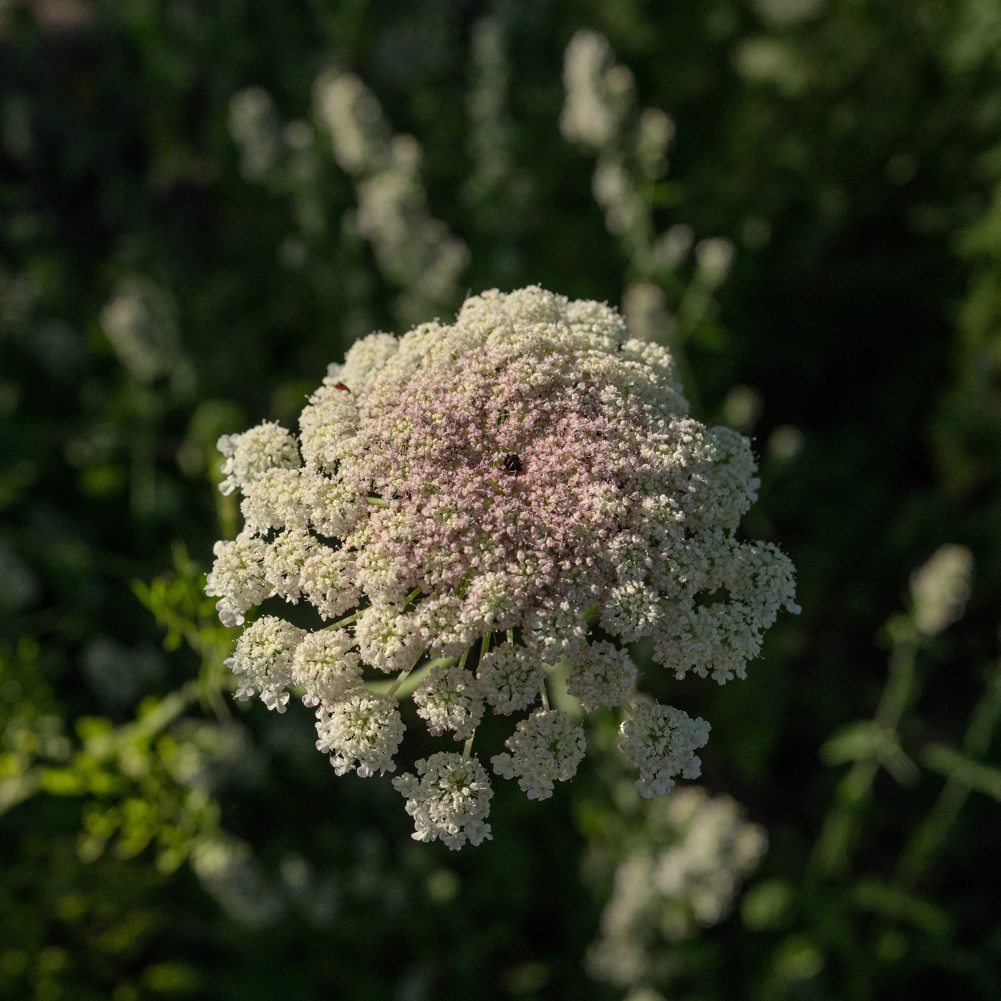 dara flower seeds Dara Queen Anne's Lace Flower Seeds