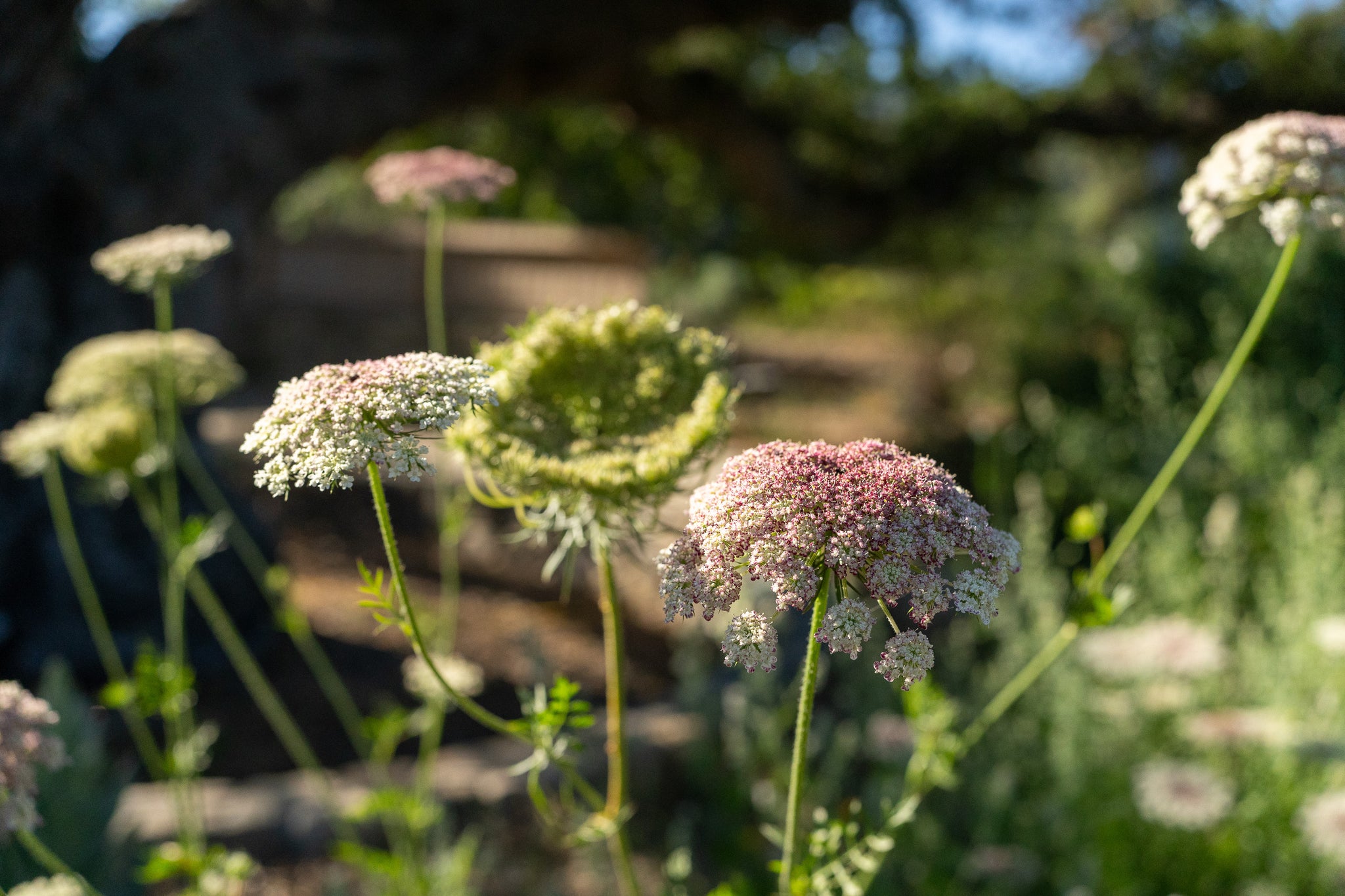Queen Anne's Lace Seeds For Planting - 250 Seeds - Made In USA, Ships From Iowa - Foto 4