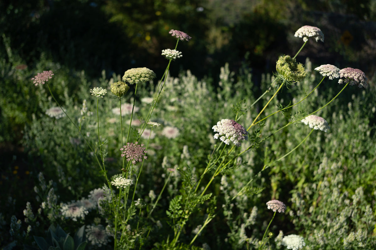 Dara Queen Anne&#39;s Lace Flower