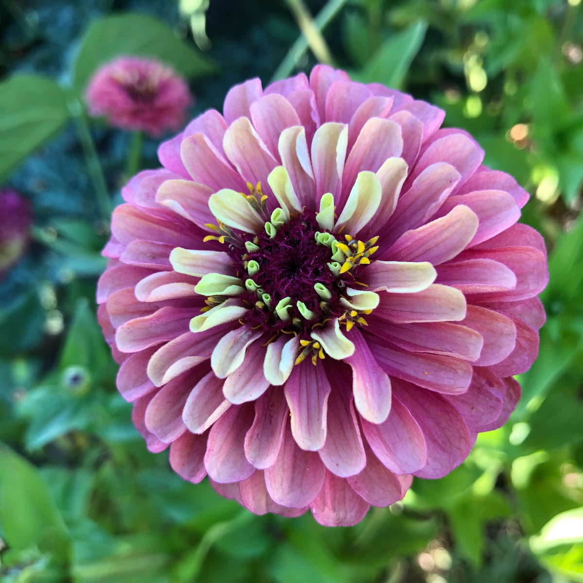 Queeny Red Lime Zinnia