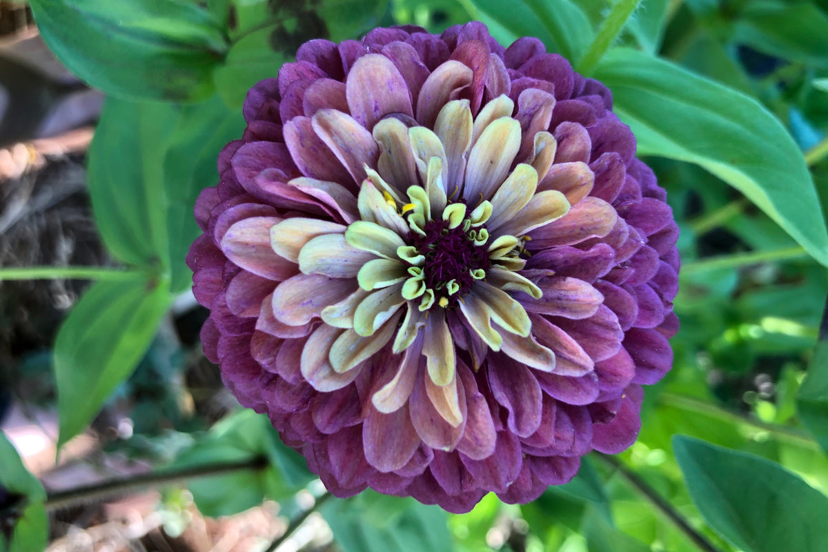 Queeny Red Lime Zinnia