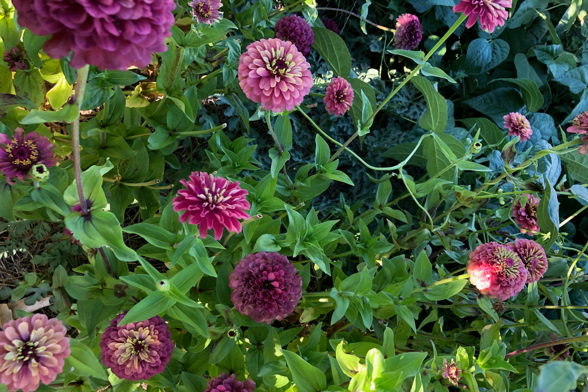 Queeny Red Lime Zinnia