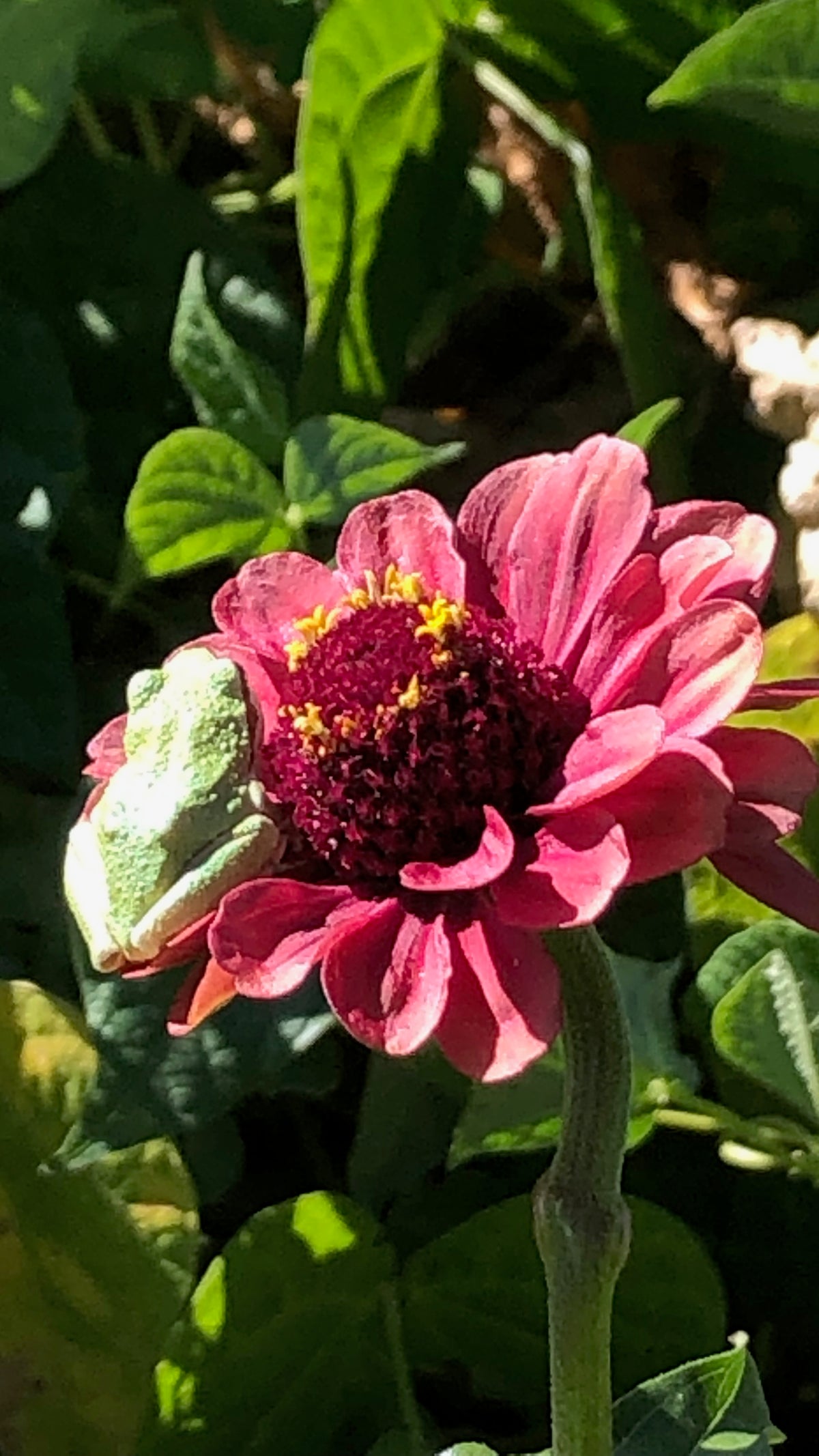 Queeny Red Lime Zinnia