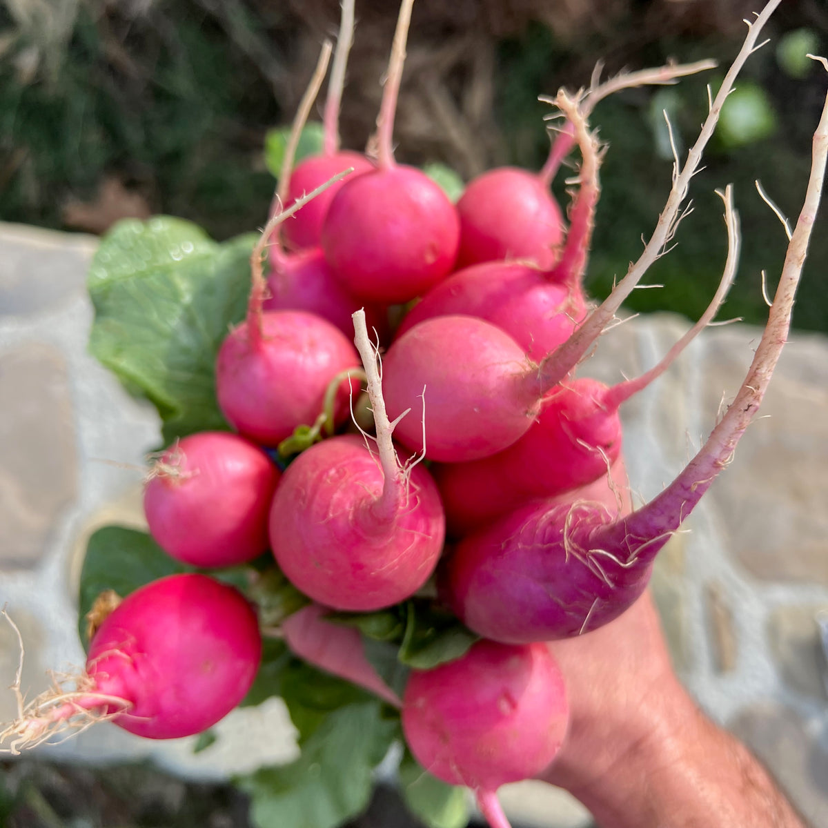 Pink Beauty Radish