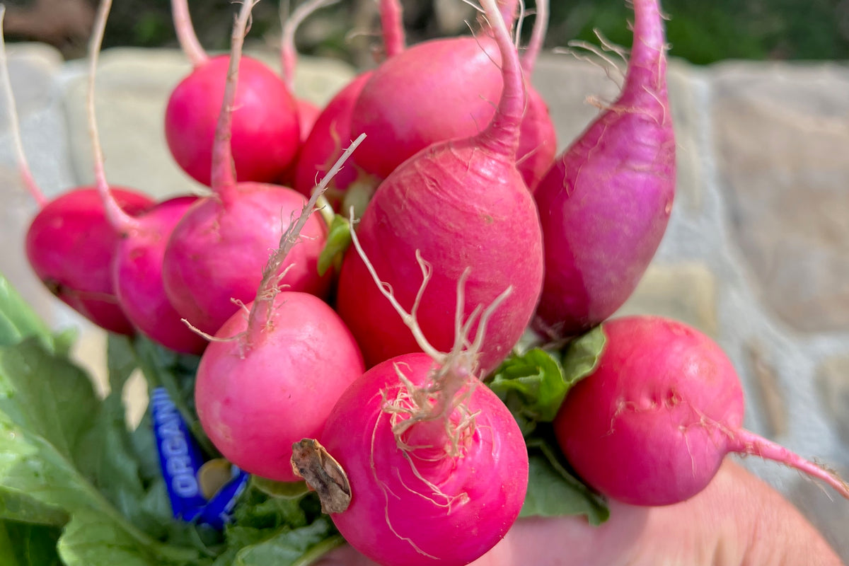 Pink Beauty Radish