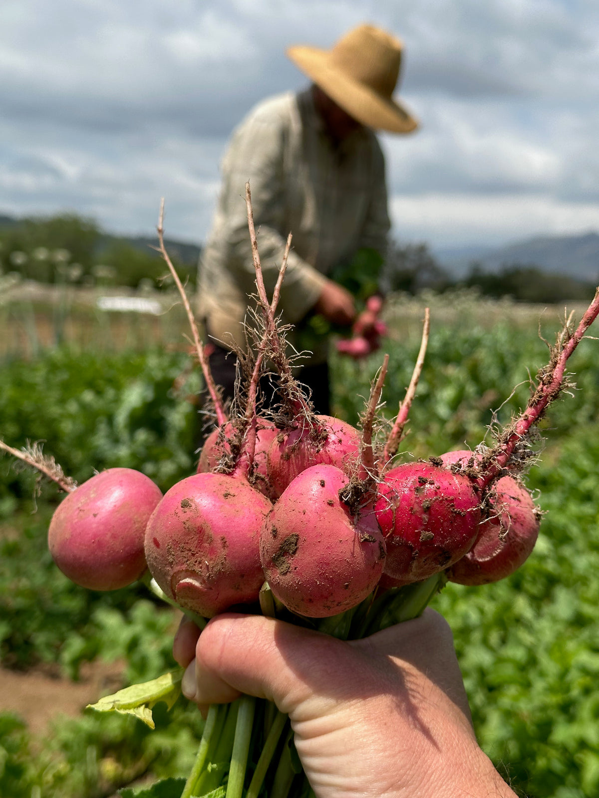 Pink Beauty Radish