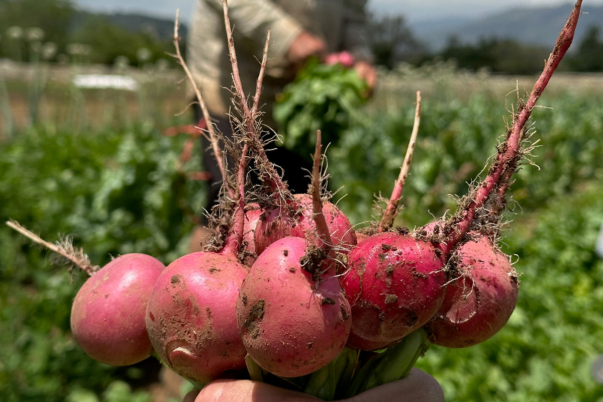 Pink Beauty Radish