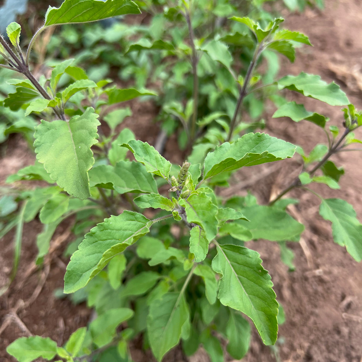 Rama Holy Basil Leaf Closeup