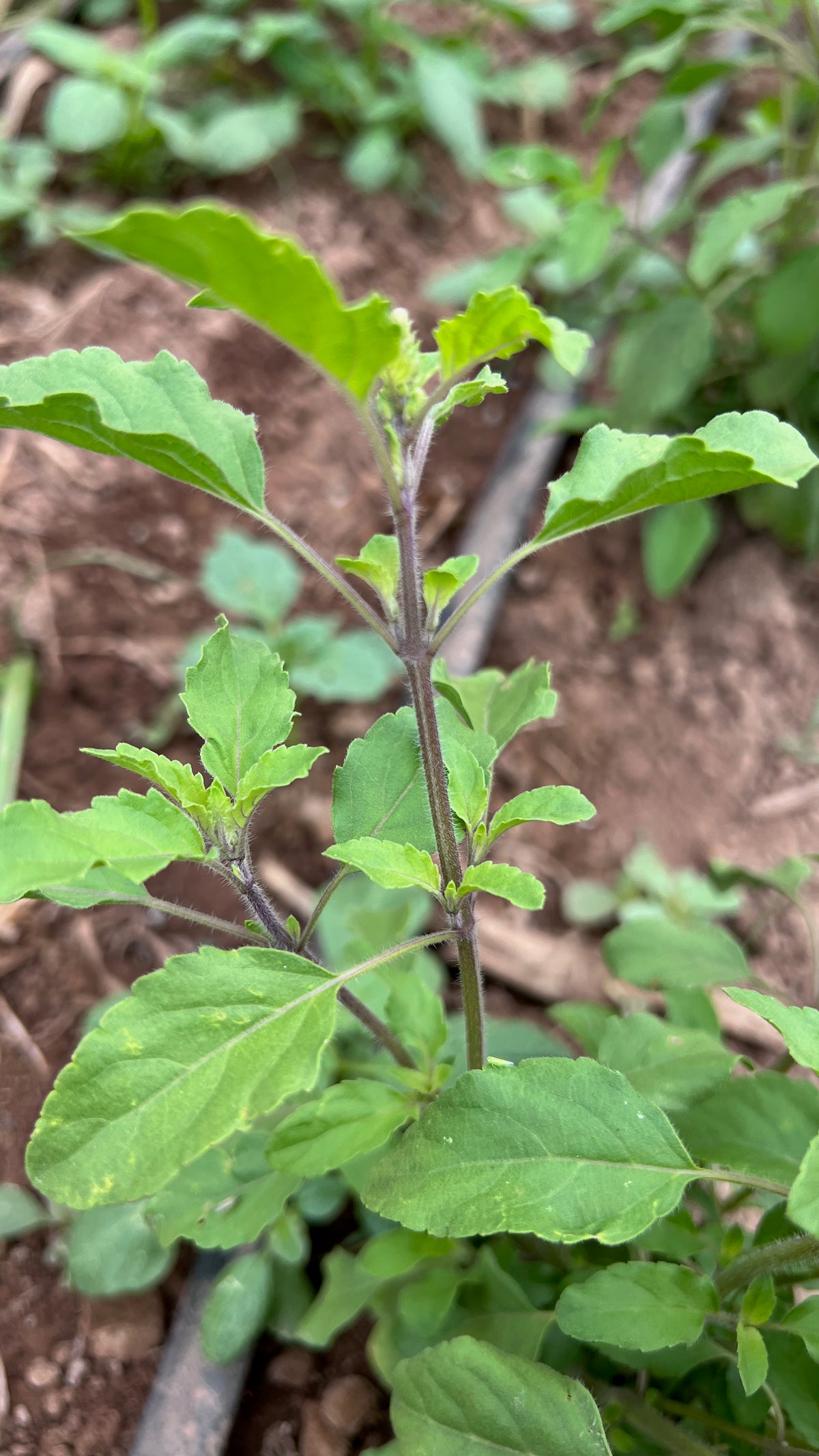 Rama Holy Basil Leaf Stalk