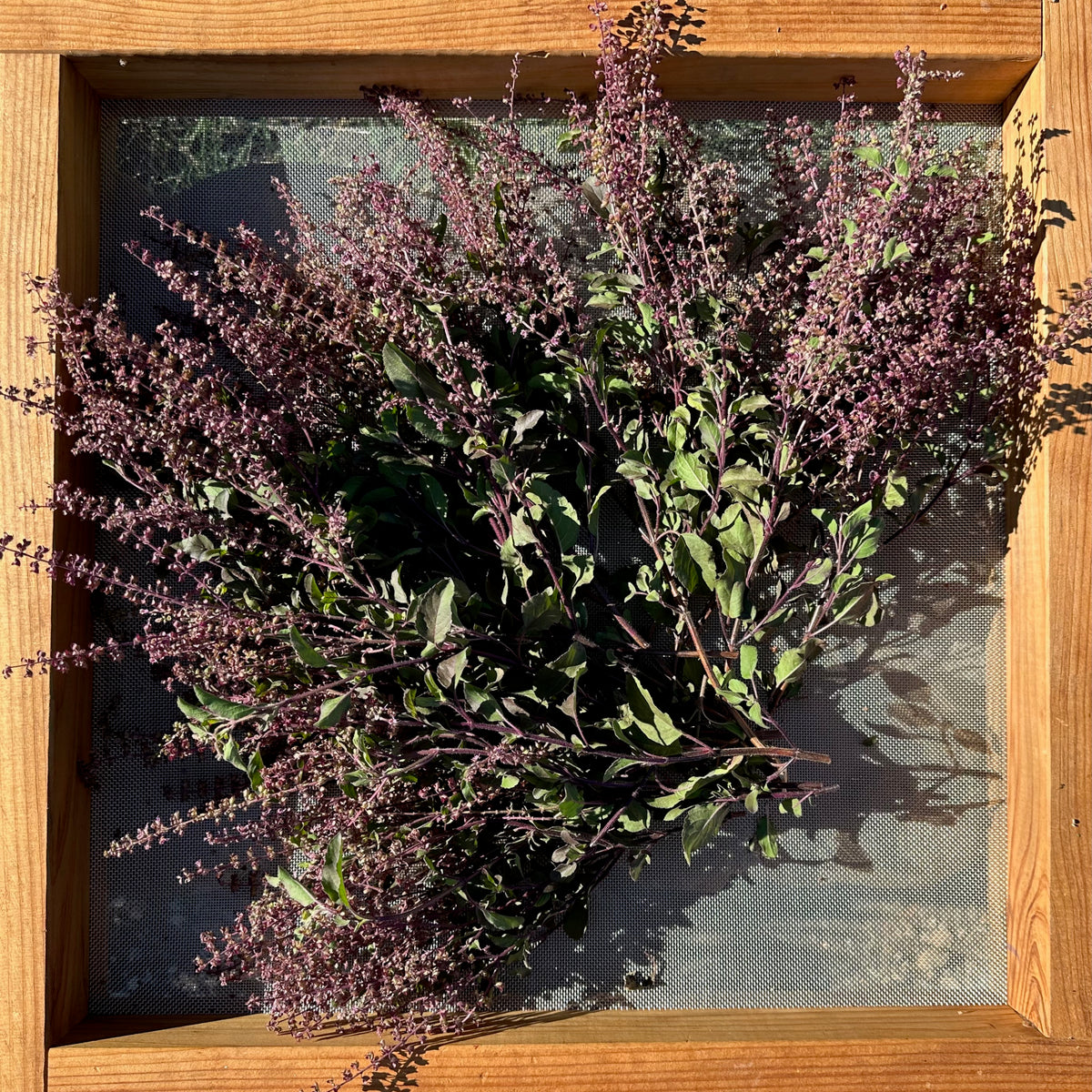 Rama Holy Basil Leaves Dried on a Screen