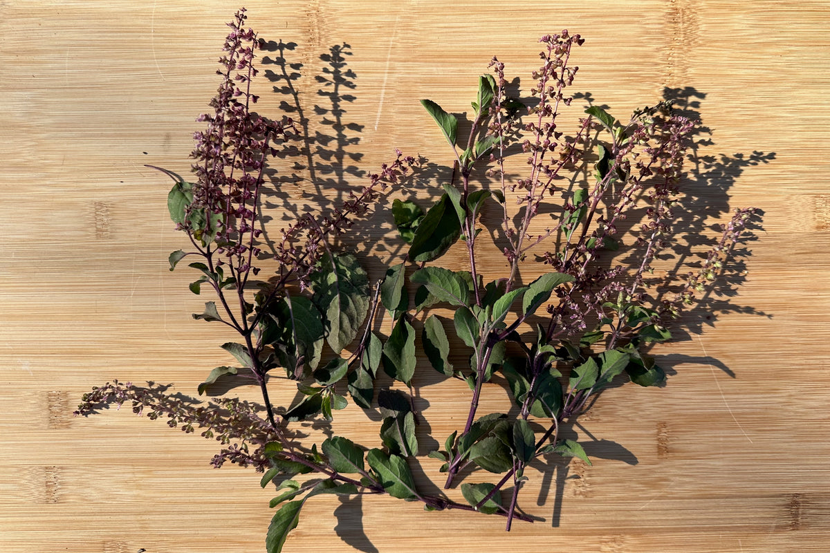 Tulis Rama Rama Rama Tulsi / Holy Basil Seeds - The Plant Good Seed Company