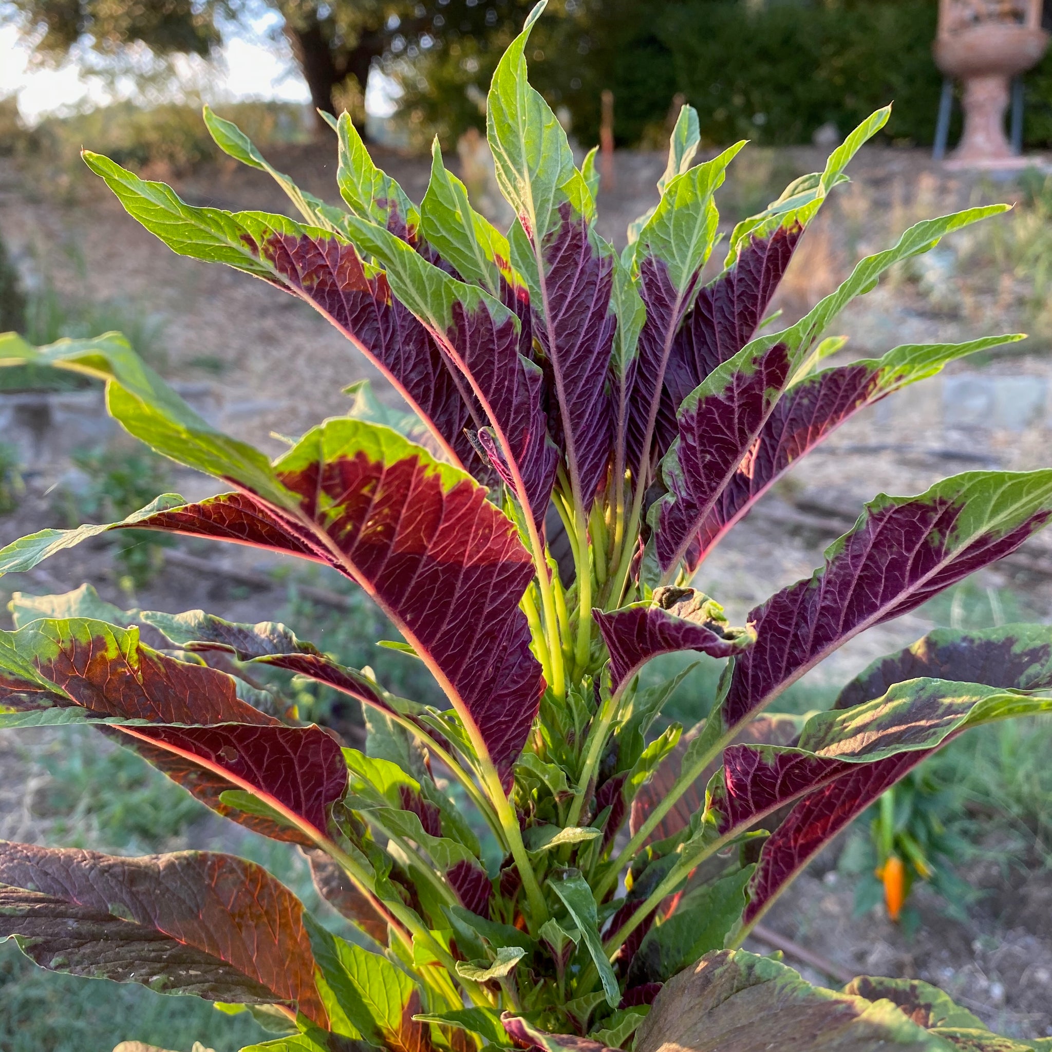 callaloo plant seeds Red Callaloo Amaranth Seeds