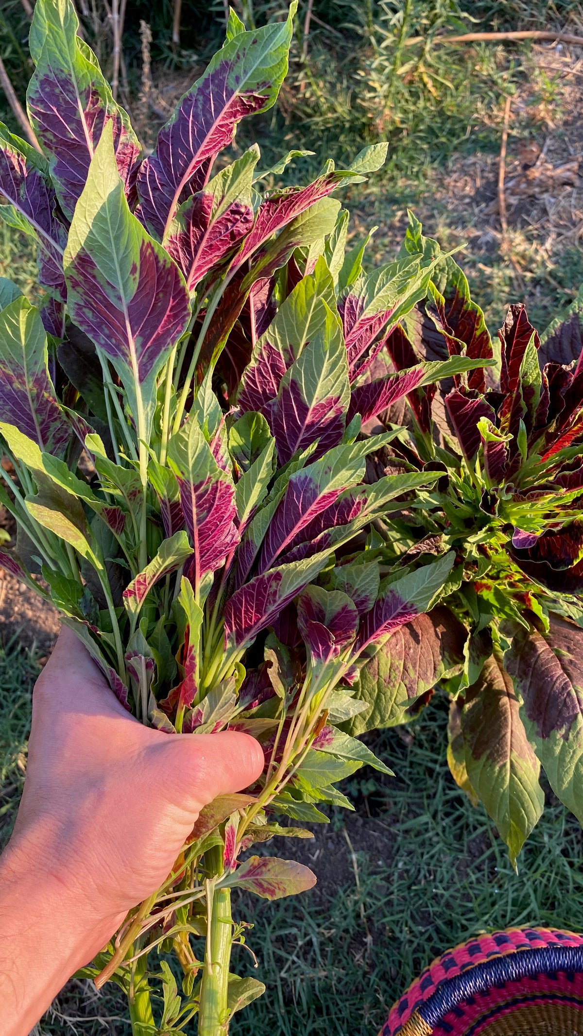 Red Callaloo Amaranth