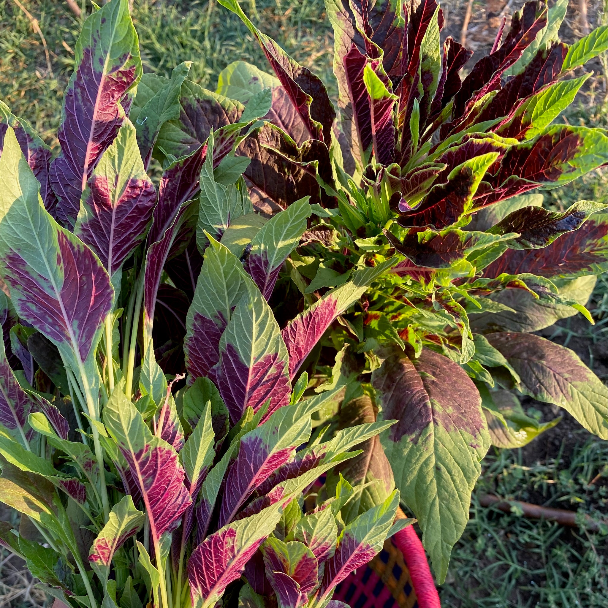 callaloo plant seeds Red Callaloo Amaranth Seeds