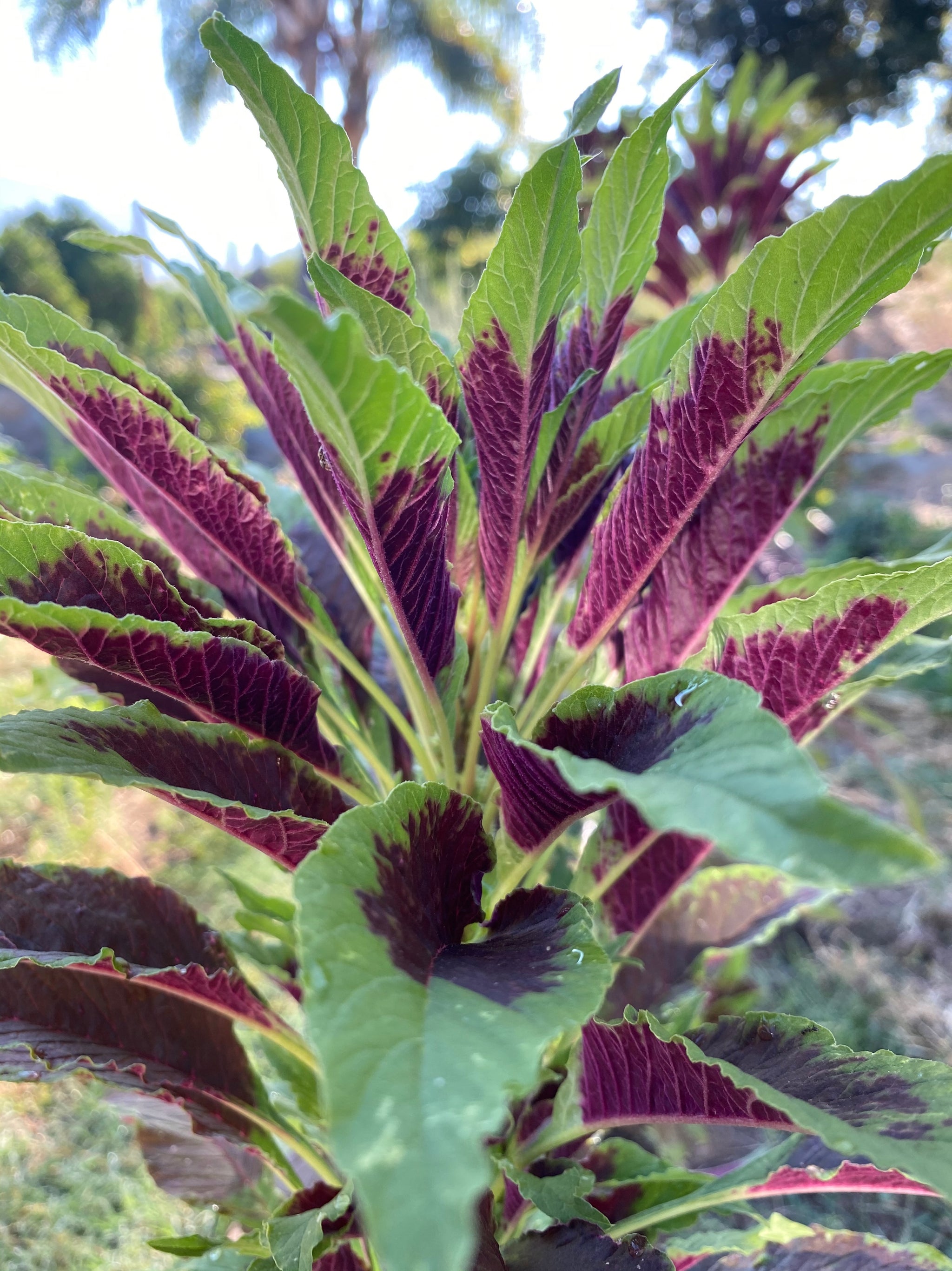 planting callaloo seeds Red Callaloo Amaranth Seeds