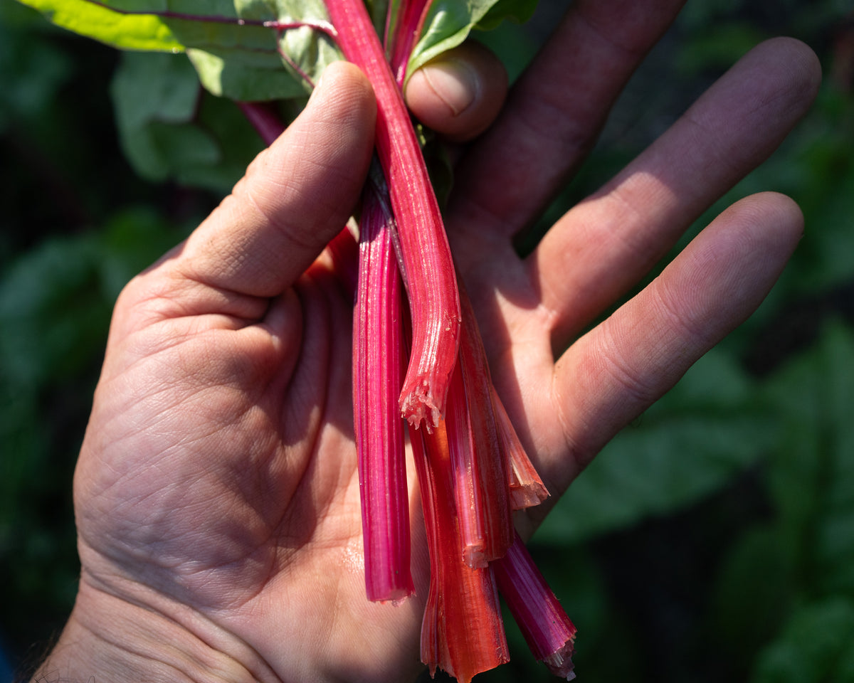 Red Scare Chard