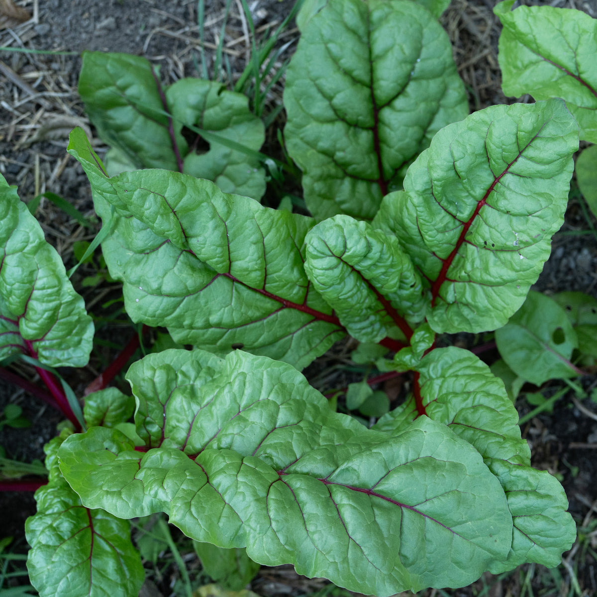 Red Scare Chard